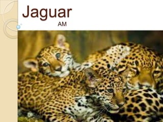 Jaguar
AM
 