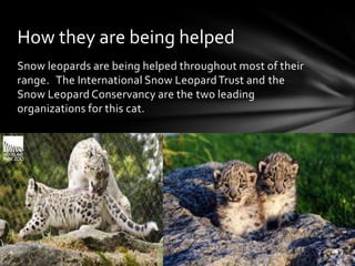 Hartman snow leopard | PPT