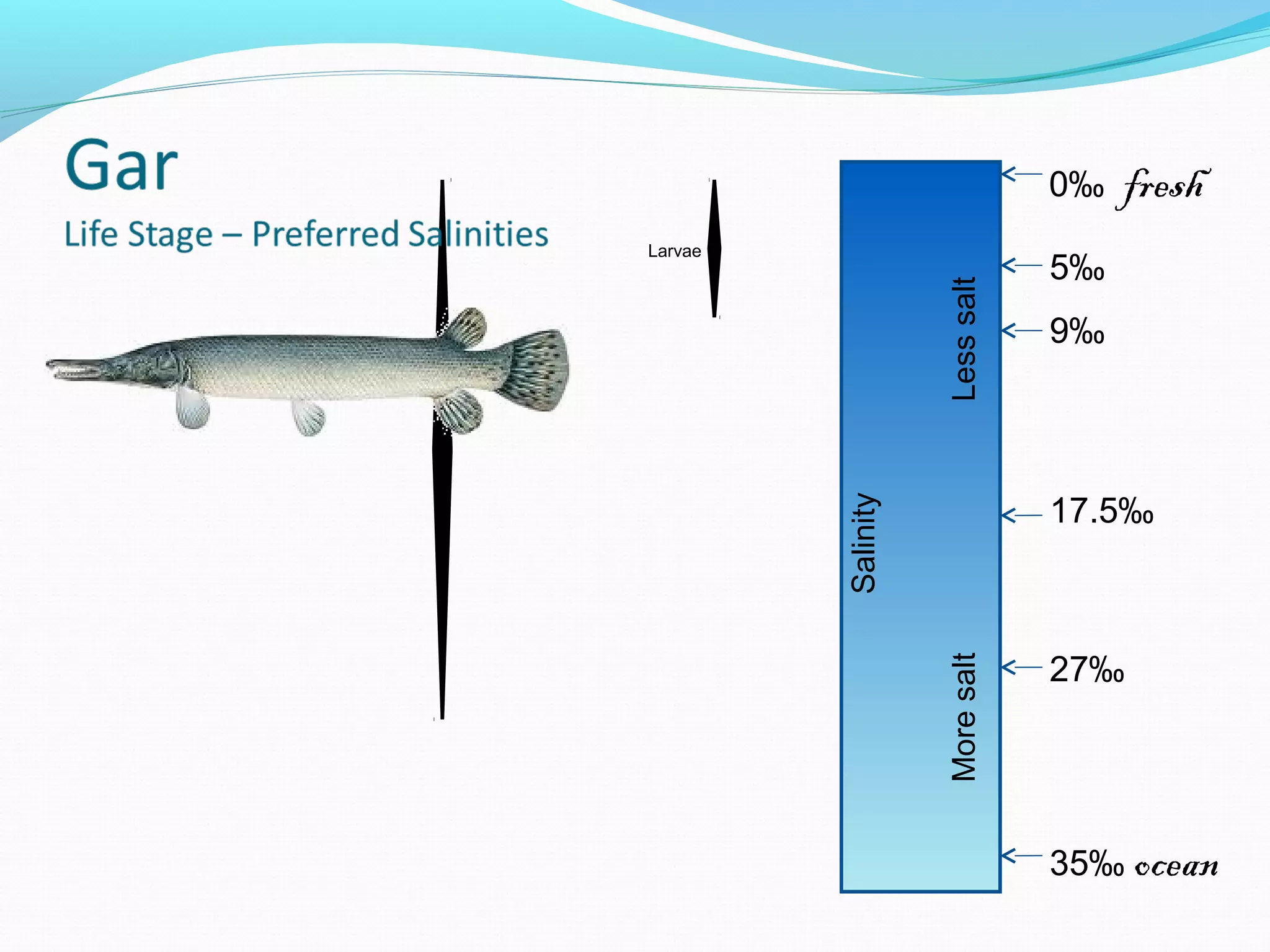 Larvae
0‰ fresh
5‰
27‰
17.5‰
9‰
35‰ oceanSalinity
MoresaltLesssalt
 