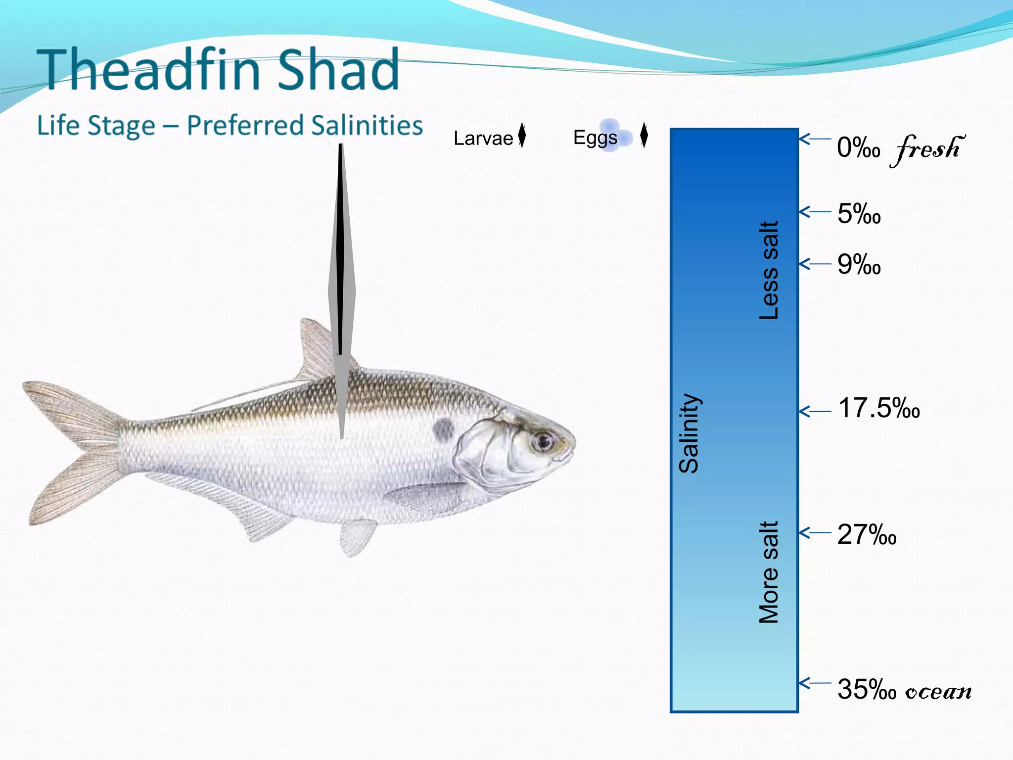 Larvae Eggs
0‰ fresh
5‰
27‰
17.5‰
9‰
35‰ oceanSalinity
MoresaltLesssalt
 
