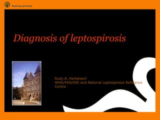 Diagnosis of leptospirosis

Rudy A. Hartskeerl
WHO/FAO/OIE and National Leptospirosis Reference
Centre

 