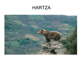 HARTZA
 