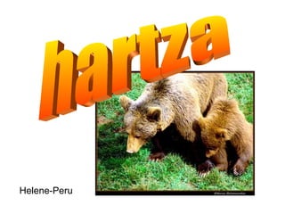 hartza Helene-Peru   