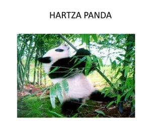 HARTZA PANDA
 