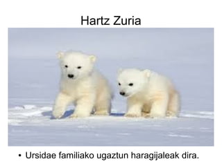 Hartz Zuria
● Ursidae familiako ugaztun haragijaleak dira.
 