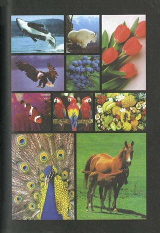 HARUN YAHYA : RANTAI KEAJAIBAN