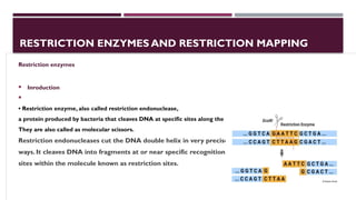 Restriction enzyme and mapping their mechanism types application | PPTX