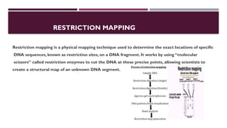 Restriction enzyme and mapping their mechanism types application | PPTX