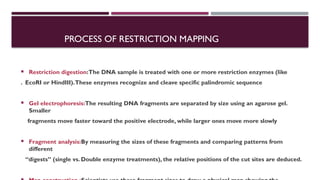 Restriction enzyme and mapping their mechanism types application | PPTX