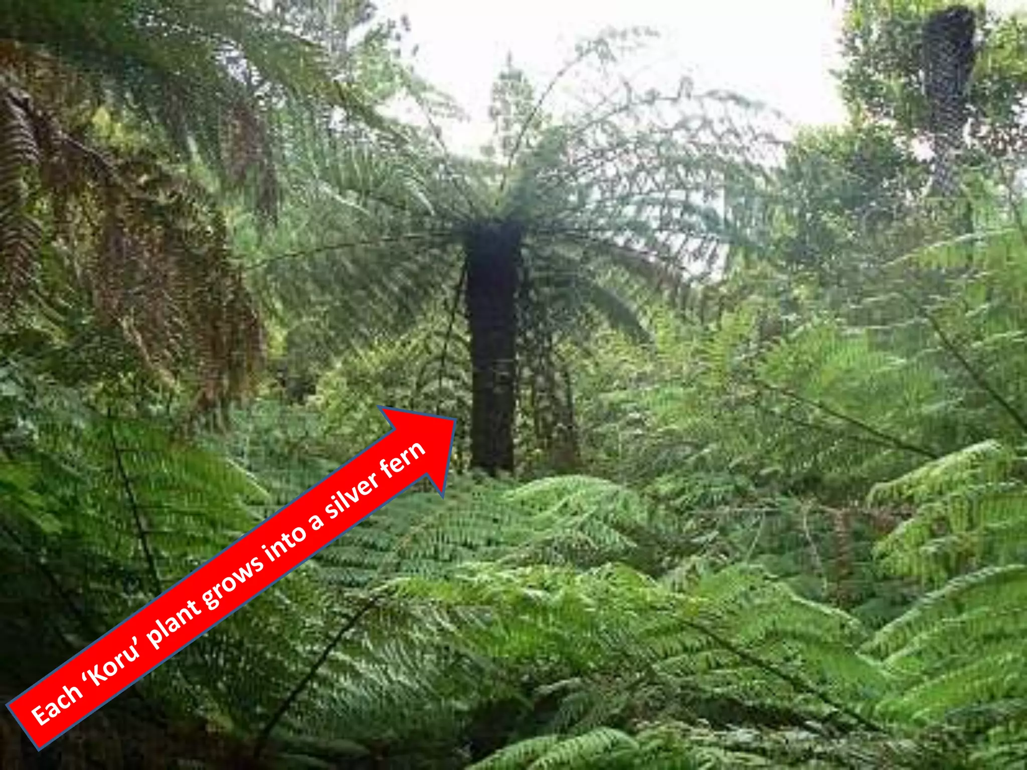 Harvard presentation final