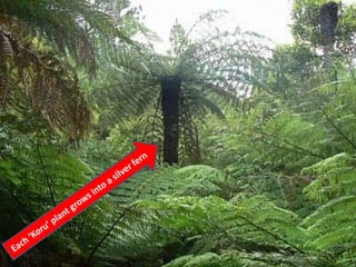 Harvard presentation final