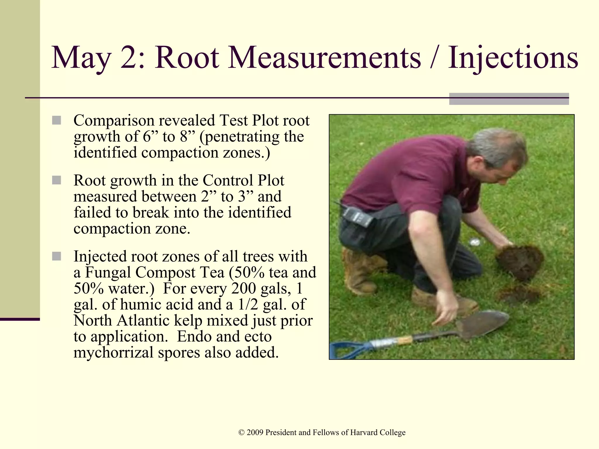 May 2: Root Measurements / Injections
 Comparison revealed Test Plot root
 growth of 6” to 8” (penetrating the
 identified compaction zones.)
 Root growth in the Control Plot
 measured between 2” to 3” and
 failed to break into the identified
 compaction zone.
 Injected root zones of all trees with
 a Fungal Compost Tea (50% tea and
 50% water.) For every 200 gals, 1
 gal. of humic acid and a 1/2 gal. of
 North Atlantic kelp mixed just prior
 to application. Endo and ecto
 mychorrizal spores also added.



                           © 2009 President and Fellows of Harvard College
 