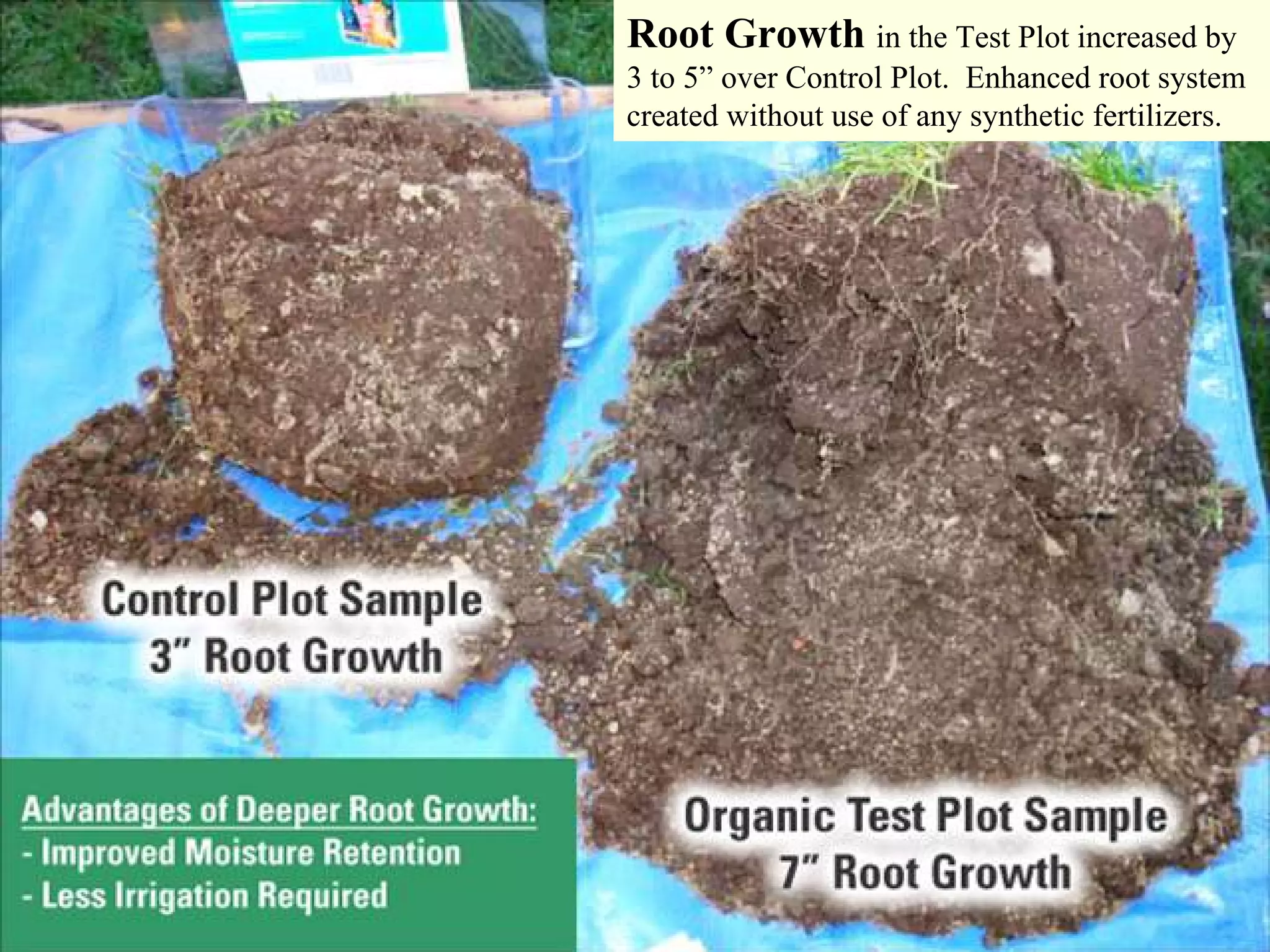Root Growth in the Test Plot increased by
3 to 5” over Control Plot. Enhanced root system
created without use of any synthetic fertilizers.
 