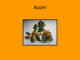 Acorn 