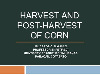 HARVEST AND
POST-HARVEST
OF CORN
MILAGROS C. MALINAO
PROFESSOR III (RETIRED)
UNIVERSITY OF SOUTHERN MINDANAO
KABACAN, COTABATO
 