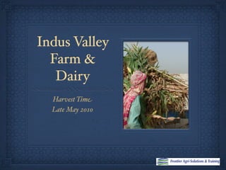 Indus Valley
  Farm &
   Dairy
  Harvest Time
  Late May 2010
 