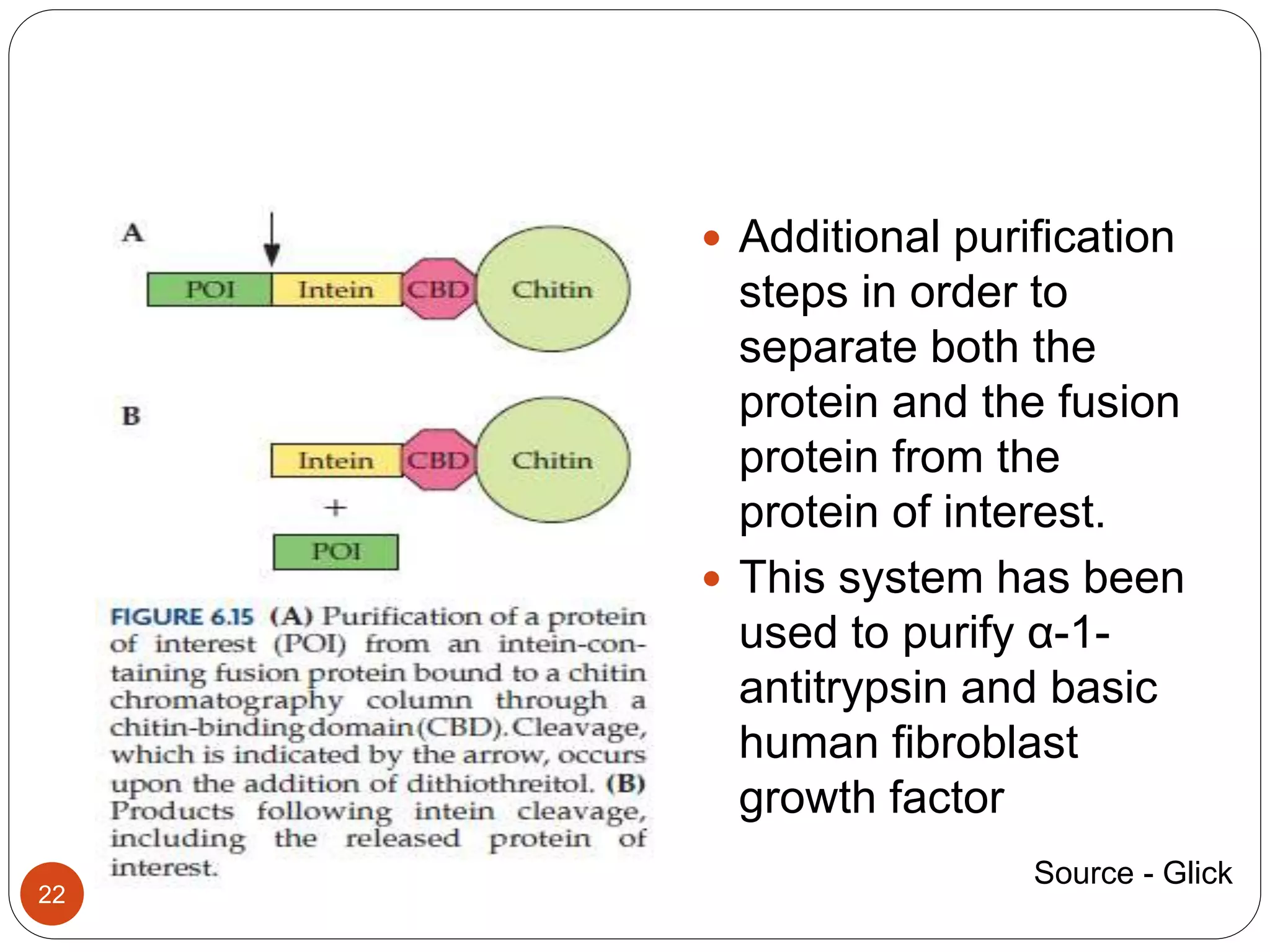 22
 Additional purification
steps in order to
separate both the
protein and the fusion
protein from the
protein of interest.
 This system has been
used to purify α-1-
antitrypsin and basic
human fibroblast
growth factor
Source - Glick
 