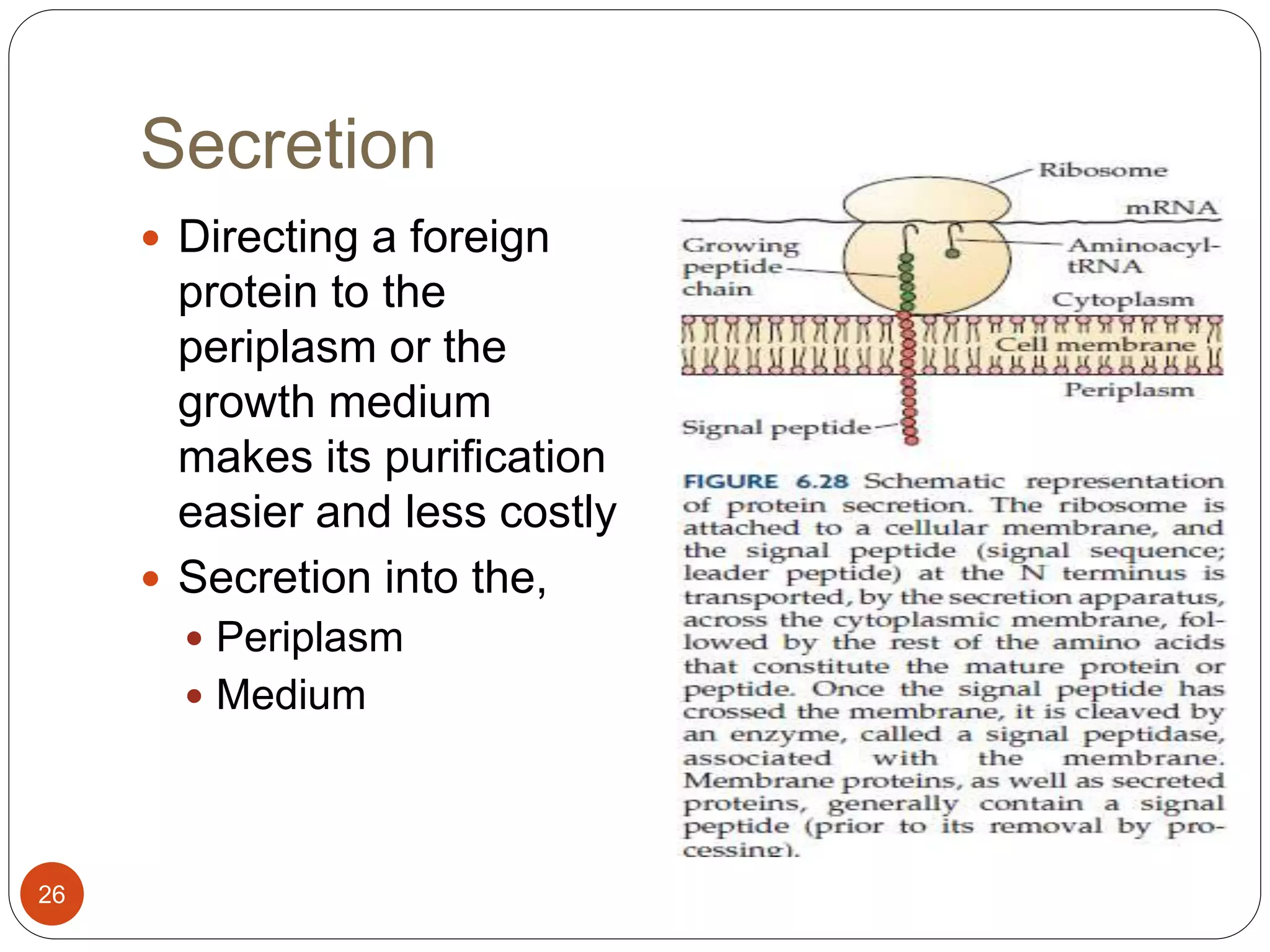 Secretion
26
 Directing a foreign
protein to the
periplasm or the
growth medium
makes its purification
easier and less costly
 Secretion into the,
 Periplasm
 Medium
 
