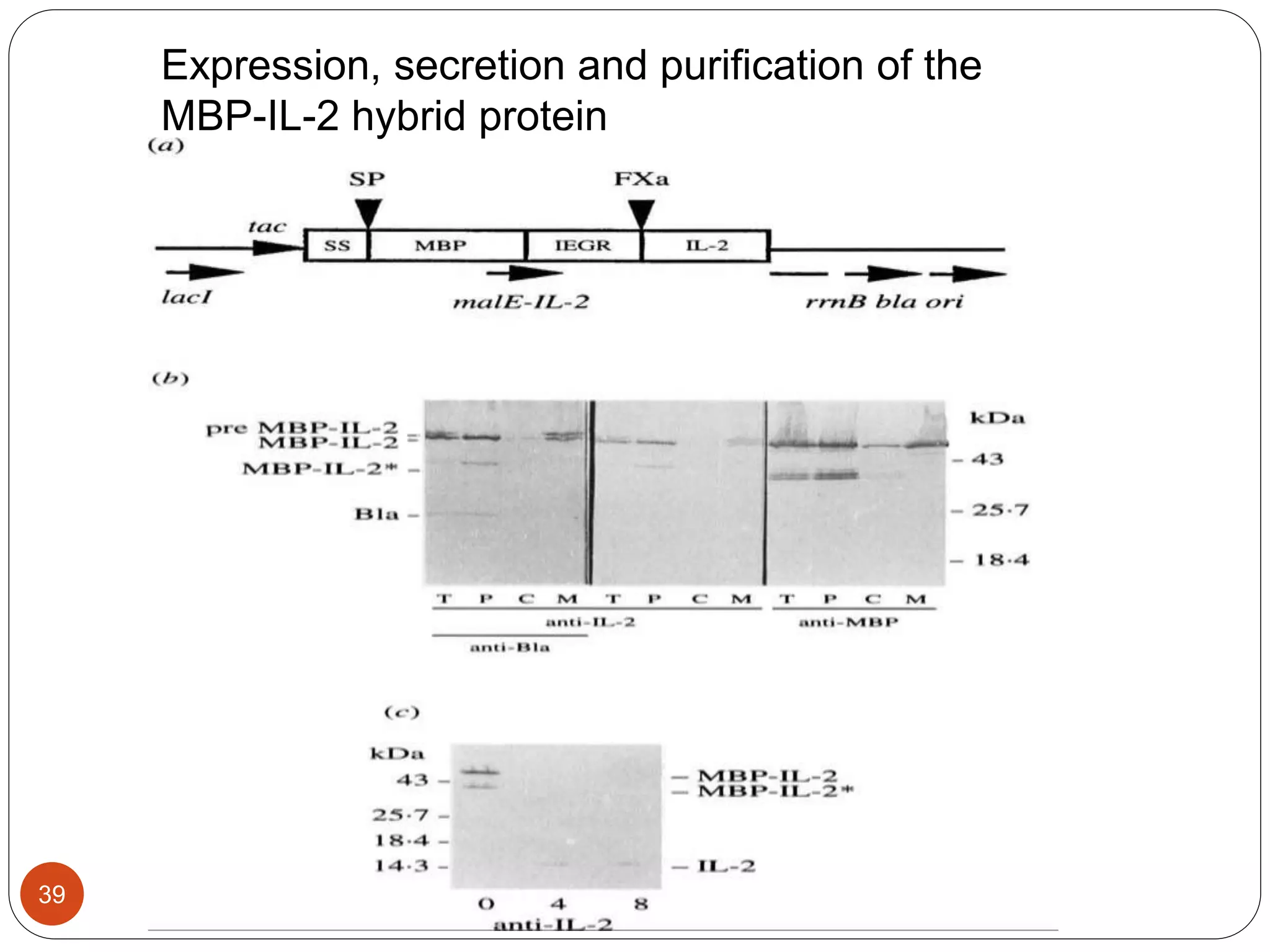 39
Expression, secretion and purification of the
MBP-IL-2 hybrid protein
 