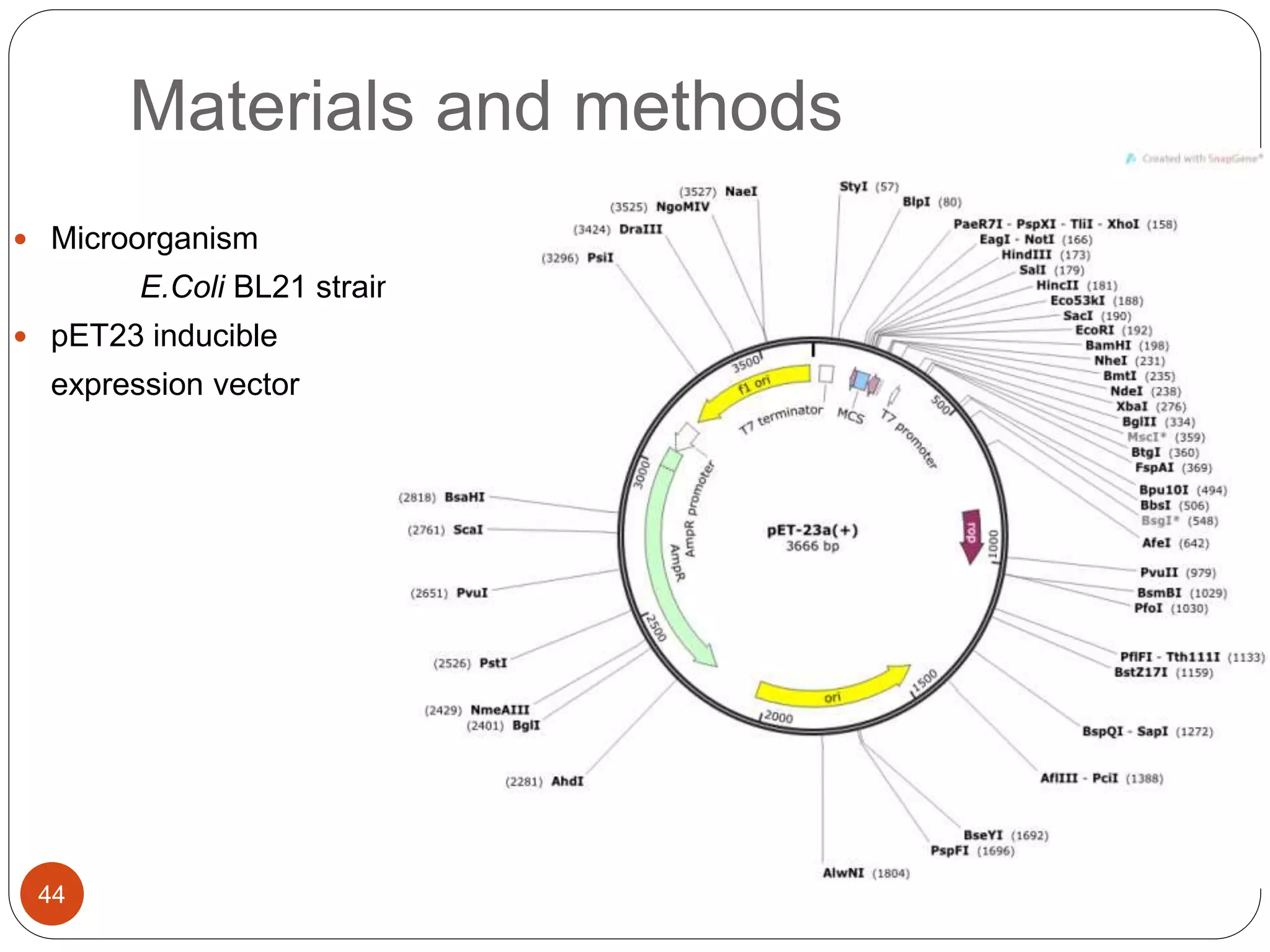 Materials and methods
44
 Microorganism
E.Coli BL21 strain
 pET23 inducible
expression vector
 