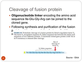 Cleavage of fusion protein
21
 Oligonucleotide linker encoding the amino acid
sequence Ile-Glu-Gly-Arg can be joined to the
cloned gene.
 Following synthesis and purification of the fusion
protein, a blood coagulation factor called Xa -
release the target protein
Source - Glick
 