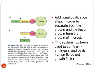 22
 Additional purification
steps in order to
separate both the
protein and the fusion
protein from the
protein of interest.
 This system has been
used to purify α-1-
antitrypsin and basic
human fibroblast
growth factor
Source - Glick
 