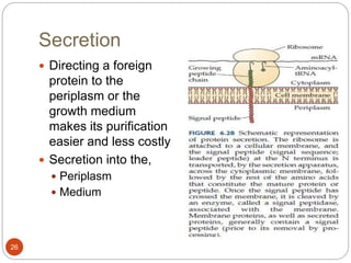 Secretion
26
 Directing a foreign
protein to the
periplasm or the
growth medium
makes its purification
easier and less costly
 Secretion into the,
 Periplasm
 Medium
 