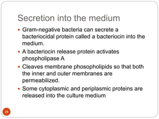 Secretion into the medium
28
 Gram-negative bacteria can secrete a
bacteriocidal protein called a bacteriocin into the
medium.
 A bacteriocin release protein activates
phospholipase A
 Cleaves membrane phosopholipids so that both
the inner and outer membranes are
permeabilized.
 Some cytoplasmic and periplasmic proteins are
released into the culture medium
 
