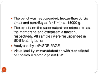 35
 The pellet was resuspended, freeze-thawed six
times and centrifuged for 5 min at 15000 g.
 The pellet and the supernatant are referred to as
the membrane and cytoplasmic fraction,
respectively. All samples were resuspended in
SDS loading buffer
 Analyzed by 14%SDS PAGE
 Visualized by immunodetection with monoclonal
antibodies directed against IL-2.
 
