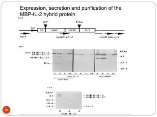 39
Expression, secretion and purification of the
MBP-IL-2 hybrid protein
 