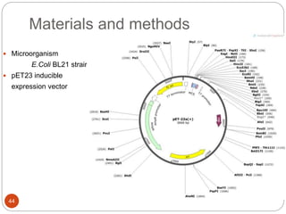 Materials and methods
44
 Microorganism
E.Coli BL21 strain
 pET23 inducible
expression vector
 