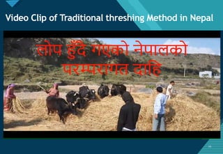 Click to edit Master title style
29
Video Clip of Traditional threshing Method in Nepal
29
 