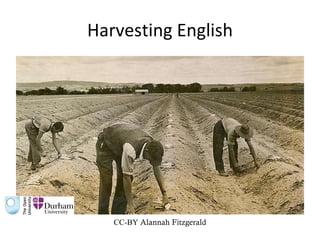 Harvesting English CC-BY  Alannah Fitzgerald 