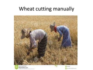 Wheat cutting manually
 