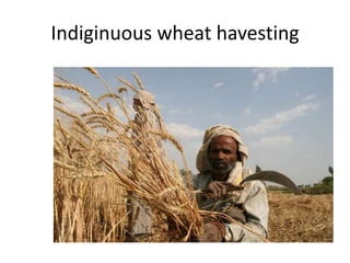 Indiginuous wheat havesting
 