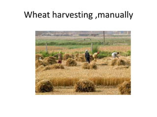 Wheat harvesting ,manually
 