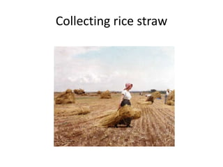 Collecting rice straw
 