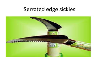 Serrated edge sickles
 