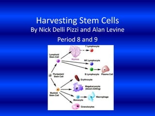 Harvesting Stem Cells  By Nick DelliPizzi and Alan Levine  Period 8 and 9 