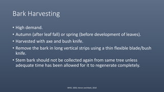 Bark Harvesting
• High demand.
• Autumn (after leaf fall) or spring (before development of leaves).
• Harvested with axe and bush knife.
• Remove the bark in long vertical strips using a thin flexible blade/bush
knife.
• Stem bark should not be collected again from same tree unless
adequate time has been allowed for it to regenerate completely.
WHO. 2003; Heron and Maiti, 2010
 