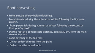 Root harvesting
• From annuals shortly before flowering.
• From biennials during the autumn or winter following the first year
growth.
• From perennials during autumn or winter following the second or
third year’s growth.
• Dig the root at a considerable distance, at least 30 cm, from the main
stem or tap root.
• Avoid severing of the tap root.
• Do not collect all roots from the plant.
• Collect only the lateral roots.
WHO. 2003; Heron and Maiti, 2010
 