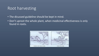 Root harvesting
• The dicussed guideline should be kept in mind.
• Don’t uproot the whole plant, when medicinal effectiveness is only
found in roots.
 