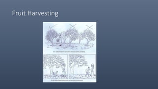 Fruit Harvesting
 