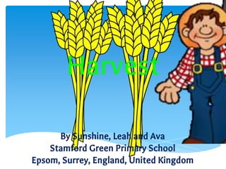 Harvest
By Sunshine, Leah and Ava
Stamford Green Primary School
Epsom, Surrey, England, United Kingdom
 