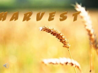 Harvest (v.m.)