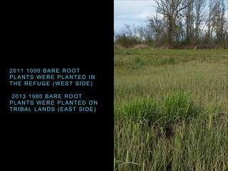 2011 1000 BARE ROOT
PLANTS WERE PLANTED IN
THE REFUGE (WEST SIDE)
2013 1980 BARE ROOT
PLANTS WERE PLANTED ON
TRIBAL LANDS ...