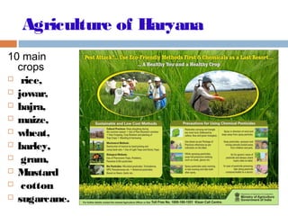 Agriculture of Haryana
10 main
crops
  rice, 
 jowar,
 bajra,
 maize, 
 wheat, 
 barley,
 gram,
 Mustard
 cotton 
 sugarcane.
 