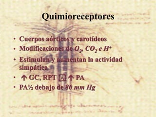 Quimioreceptores

• Cuerpos aórticos y carotídeos
• Modificaciones de O2, CO2 e H+
• Estimulan y aumentan la actividad
  simpática
•  GC, RPT !  PA
• PA½ debajo de 80 mm Hg
 