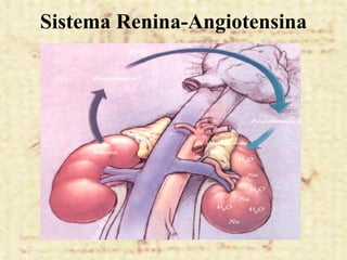 Sistema Renina-Angiotensina
 