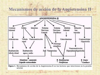 Mecanismos de acción de la Angiotensina II
 